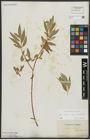 Foto von Salix alba subsp. vitellina (L.) Arcang.